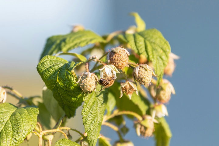 Framboosblad